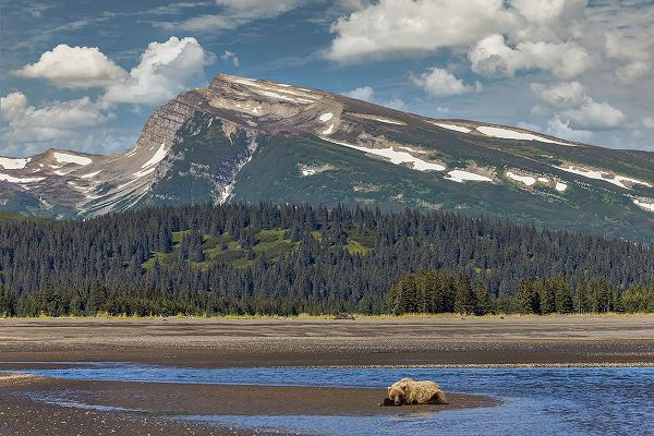 Jones, Adam 아티스트의 Grizzly bear resting on beach with mountain backdrop-Lake Clark National Park and Preserve작품입니다.